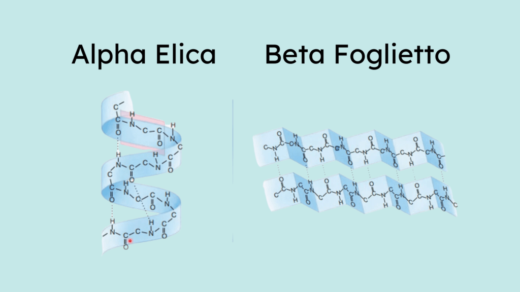 Struttura secondaria protidi: alpha elica e beta foglietto