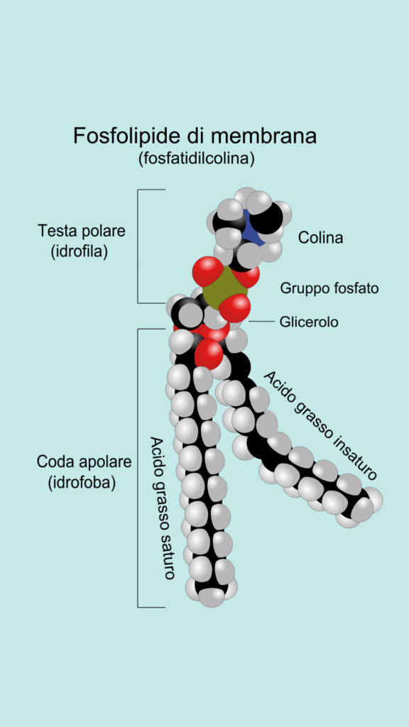 Fosfolipide - lipide anfipatico