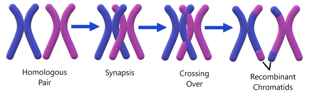 Crossing-over cromosomi meiosi
