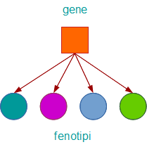 Schema pleiotropia- eccezione legge di mendel