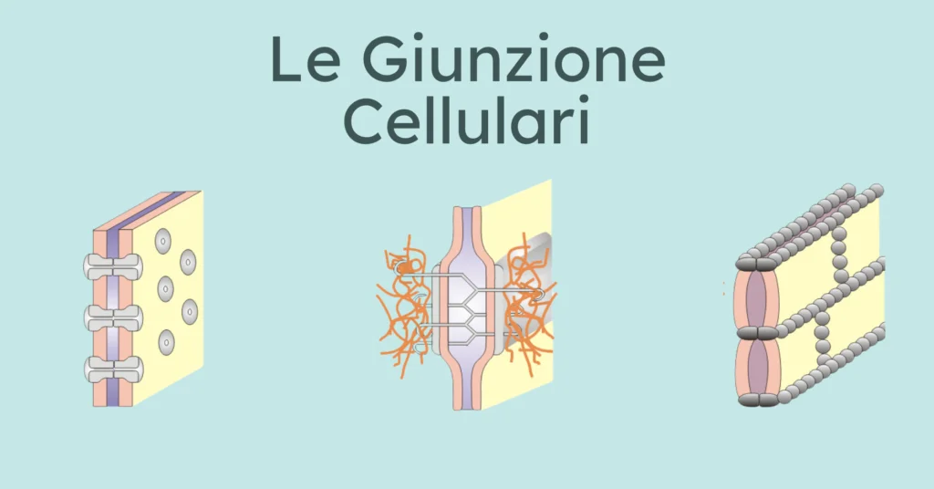 Le Giunzioni Cellulari