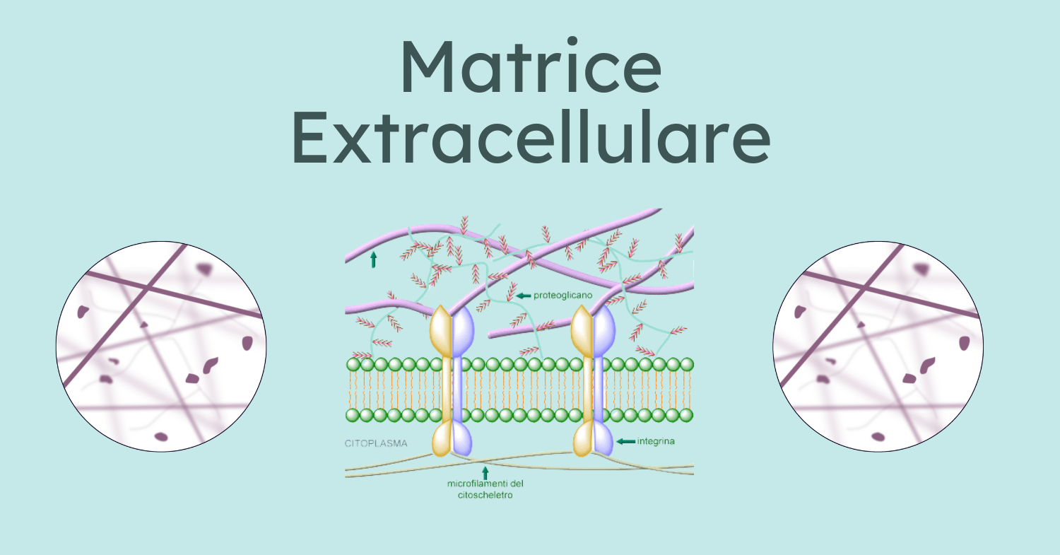 La Matrice Extracellulare