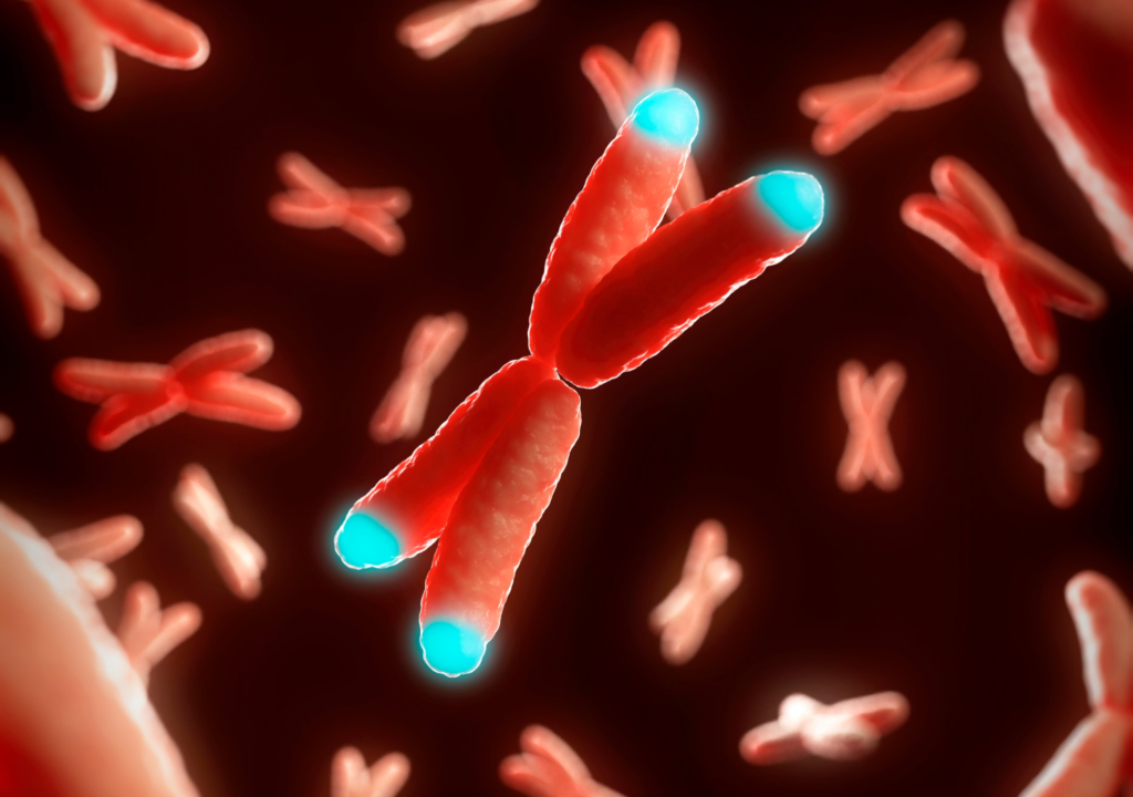 Telomeri evidenziati sul cromosoma 