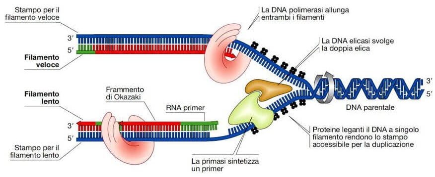 La Replicazione Del DNA Risorsa Completa