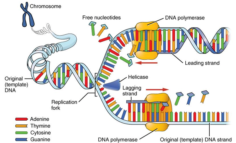 Enzimi e pocesso di duplicazione del DNA